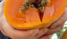 木瓜视频,短视频时代的潮流引领者